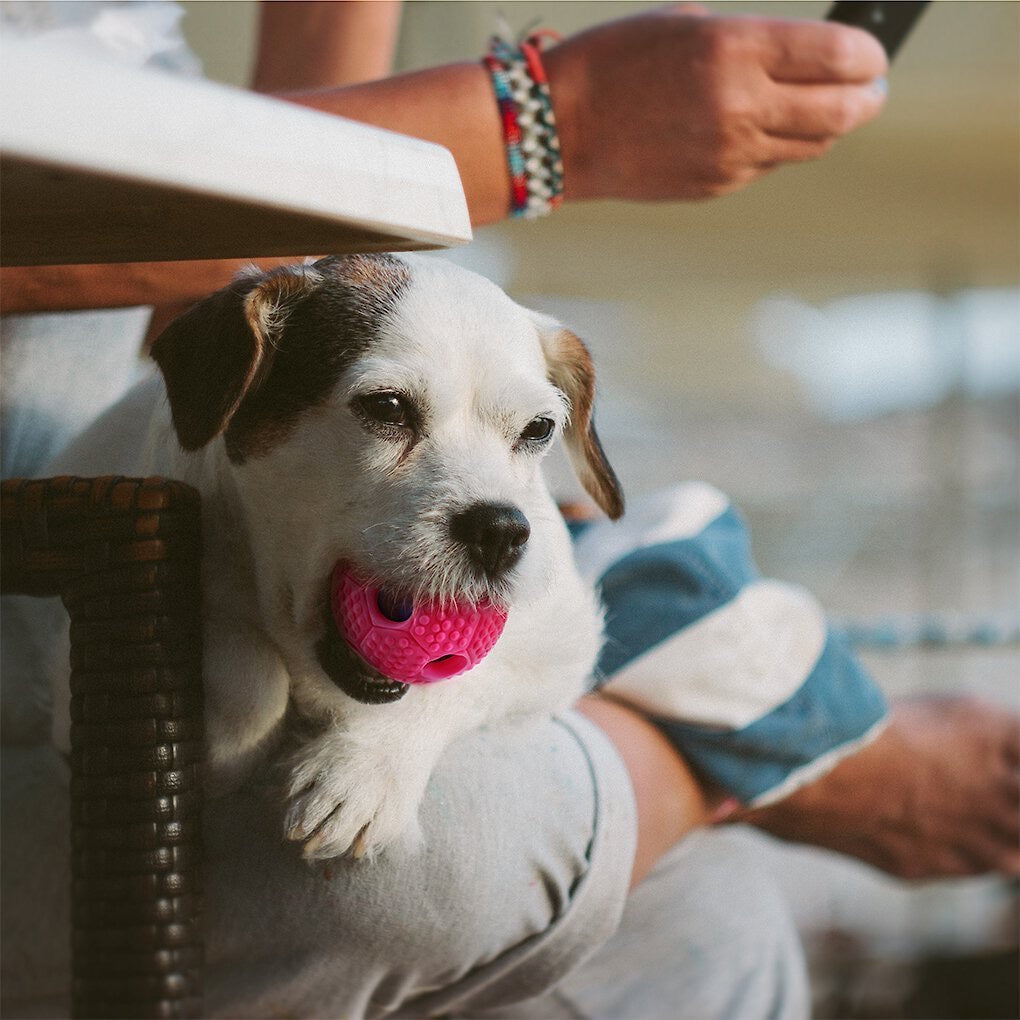 FurryFido Interactive Treat Dispensing Soccer Ball Dog Chew Toy