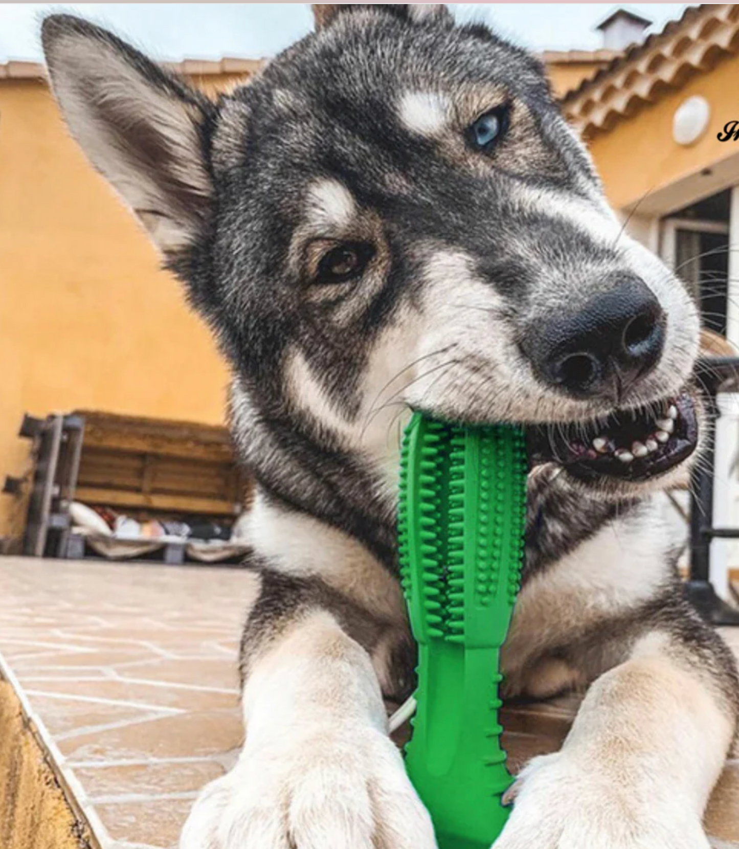 Furry Fido Gog Toothbrush Chew Toy